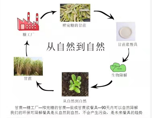 环保纸浆餐具多长时间可以完全降解？